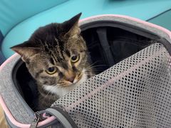 -北京观赏动物医院·24小时大型综合·猫专科·异宠专科