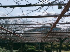 -嘉定紫藤园