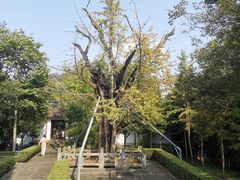 -上海佘山国家森林公园天马山园