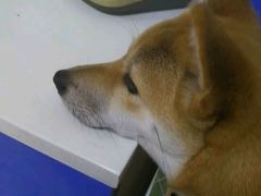 -波姐宠物家庭寄养