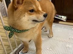 -逗柴咖啡屋·狗咖猫咖宠物桌游