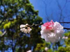 -南汇桃花村