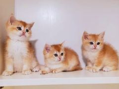 -十年猫舍·猫咪专门店(普陀店)