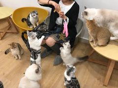 -有喵·猫咖·狗咖·30几只猫10只小狗(岗厦店)