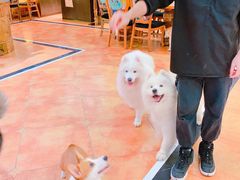 -more than meow吴止猫主题餐厅(承德 中船汇店)