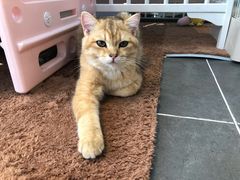 -萌兽医馆·眼科·异宠专科(三里屯店)