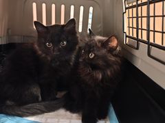 -pd派德宠物中心医院24H急重症·眼科中心·血液透析中心(嵩山北路店)