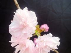 -天适樱花悠乐园