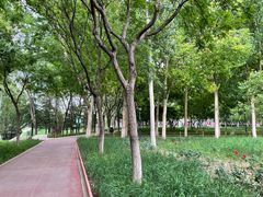 -大兴滨河森林公园