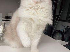 -momokira米努特·德文卷毛猫·棉花面纱犬
