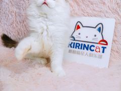-十年猫舍·猫咪专门店(普陀店)