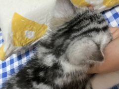 -糯米喵星人总部直营旗舰店·猫舍·幼猫出售