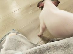 -浣熊柯尔鸭土拨鼠·电玩咖
