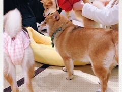 -逗柴咖啡屋·狗咖猫咖宠物桌游