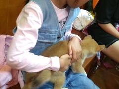 -李小姐の猫咖啡馆(五角场店)