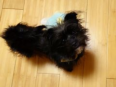 -熊小胖宠物生活馆(天华园店)