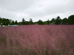 -同里国家湿地公园