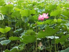 -四川大学(望江校区)