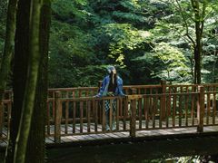 -牛背梁国家森林公园