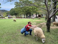 -神户市立六甲山牧场