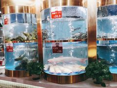 水产区-蜀滋香鲜鱼美蛙火锅(339店)