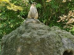 -上海野生动物园