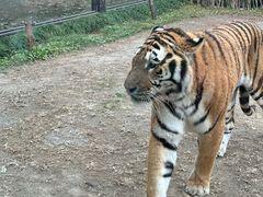 -上海野生动物园老虎餐厅