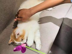 -猫和宫(六道口店)