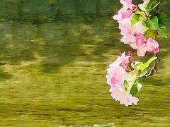 -海棠花溪(元大都城垣遗址公园)