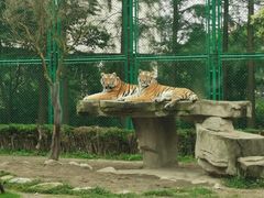 -上海野生动物园