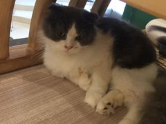 -飞行喵MR PILOT|猫舍·猫咖(静安大融城店)