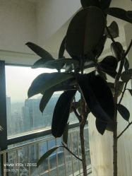 -HEYAN荷妍专业脱毛连锁机构