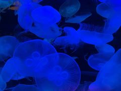 -太平洋海底世界