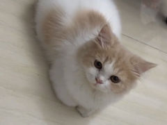 -lincat·猫舍(广州店)