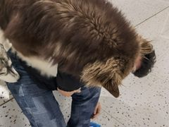 -Husky Go!哈士奇体验馆·宠物咖啡厅狗咖
