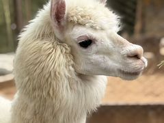 -佛冈森波拉度假区