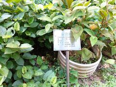 -广州神农草堂中医药博物馆