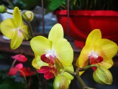 -白佛花鸟鱼虫批发市场小型宠物交易(东区)