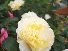 -深圳国际园林花卉博览园