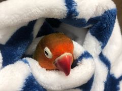 -爱侣宠医·鹦鹉专科·小型哺乳类·异宠专科(灵石路店)