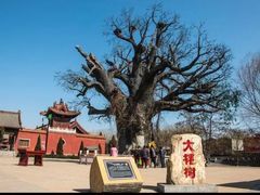 -大槐树寻根祭祖园