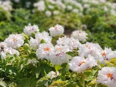 -莲花池公园