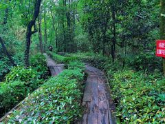 -杭州半山国家森林公园