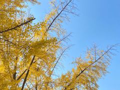-三里屯东五街银杏大道