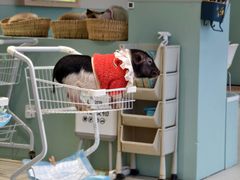 -怪兽屋·羊驼·猫咖·狗咖(俊华广场店)