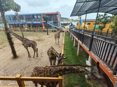 -西霞口神雕山野生动物世界