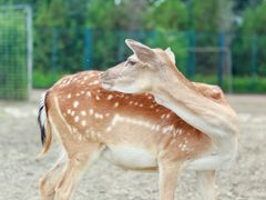 -北京麋鹿生态实验中心