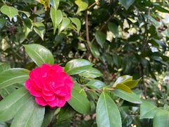 -武汉大学-樱园