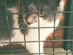 他们家的猫~~-MIKAKU(万达广场上海宝山店)