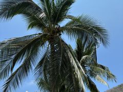 -亚龙湾希尔顿自助餐厅·海鲜·烧烤·沙滩BBQ·现场乐队